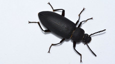 Großer Schwarzkäfer_1.jpg